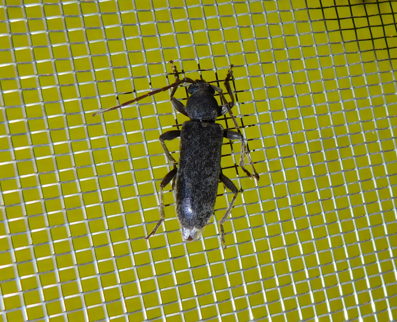 Trichoferus campestris - szállóvendég éjicincér