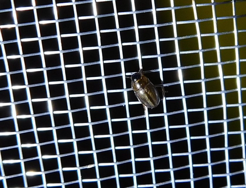 Enochrus