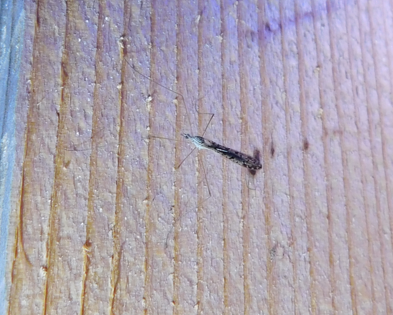 Idiocera pulchripennis