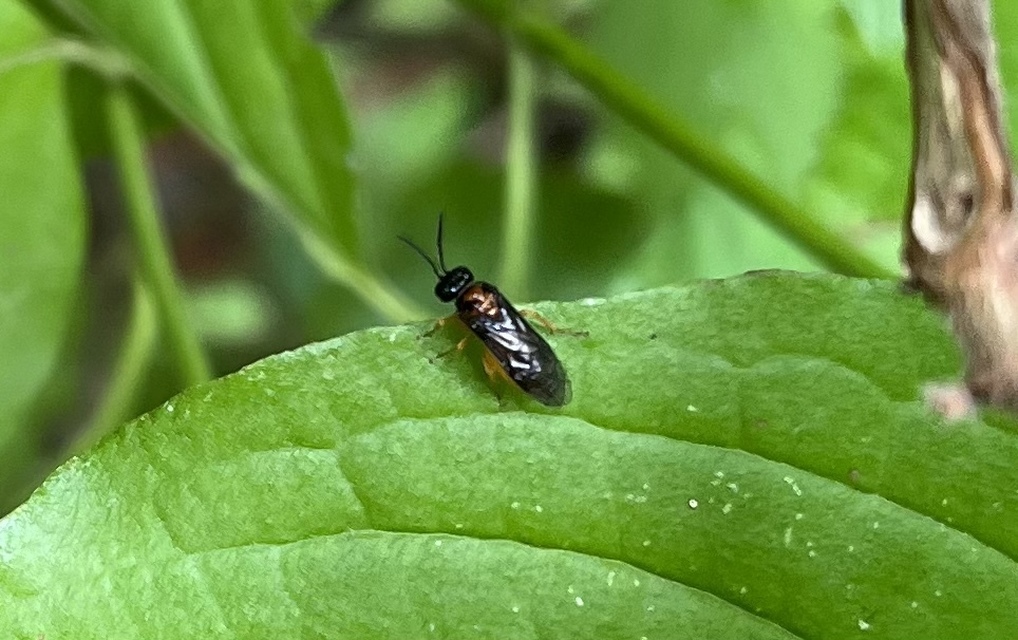 Tenthredinidae - valódi levéldarazsak