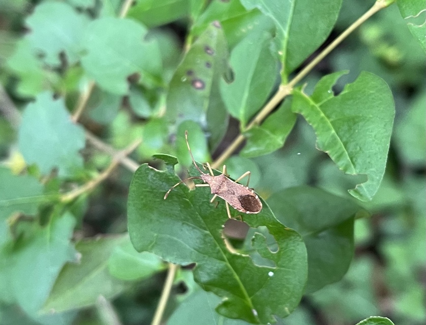 Gonocerus acuteangulatus - aranypetés karimáspoloska