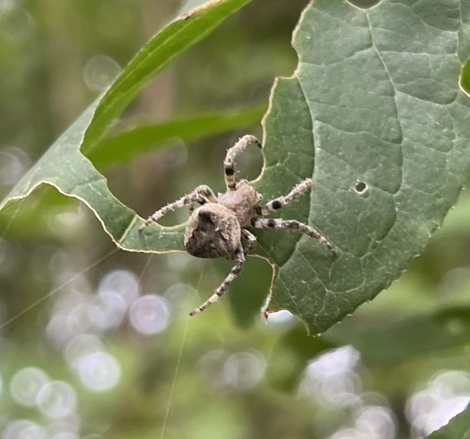 Araneus circe/angulatus