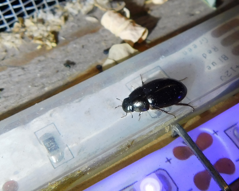 Limnoxenus niger - fekete csibor