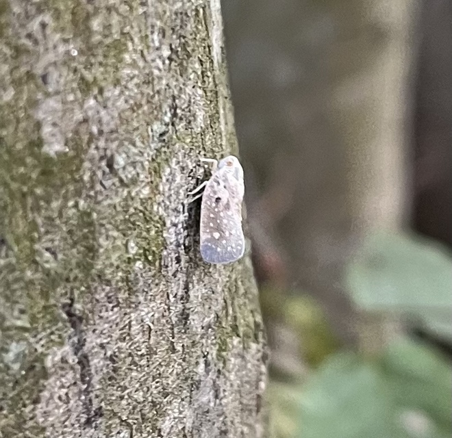 Metcalfa pruinosa - amerikai lepkekabóca