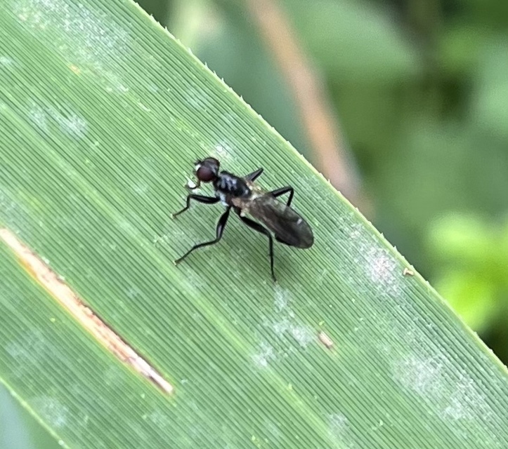 Scathophagidae