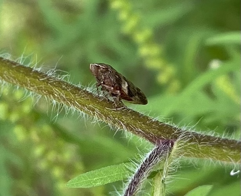 Aphrophora alni