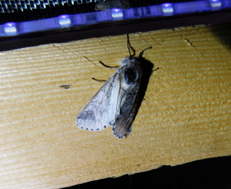 Furcula furcula - szürke púposszövő