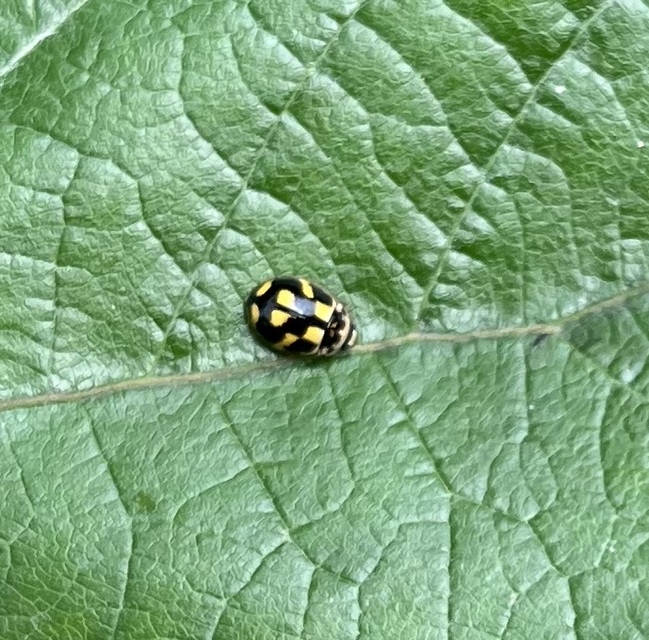 Propylea quatuordecimpunctata - tizennégypettyes füsskata