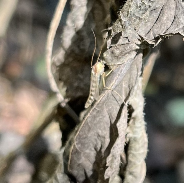 Chironomini