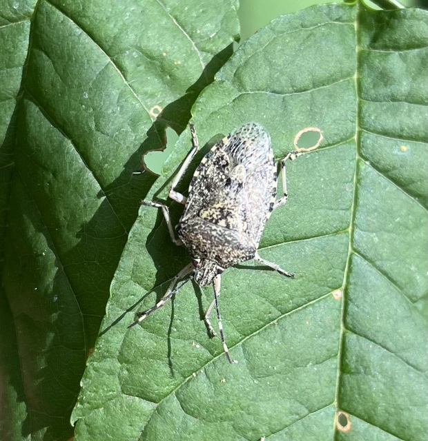 Rhaphigaster nebulosa - bencepoloska