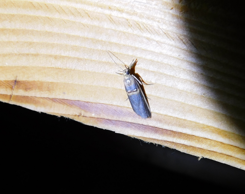 Etiella zinckenella - akácmoly