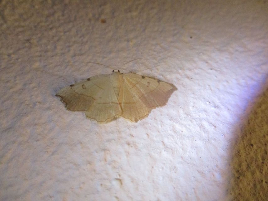 Eilicrinia trinotata - háromjegyű araszoló