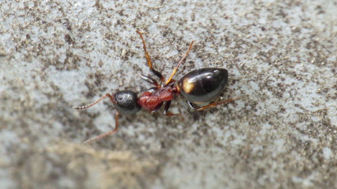 Dolichoderus quadripunctatus - négypettyes erdeihangya