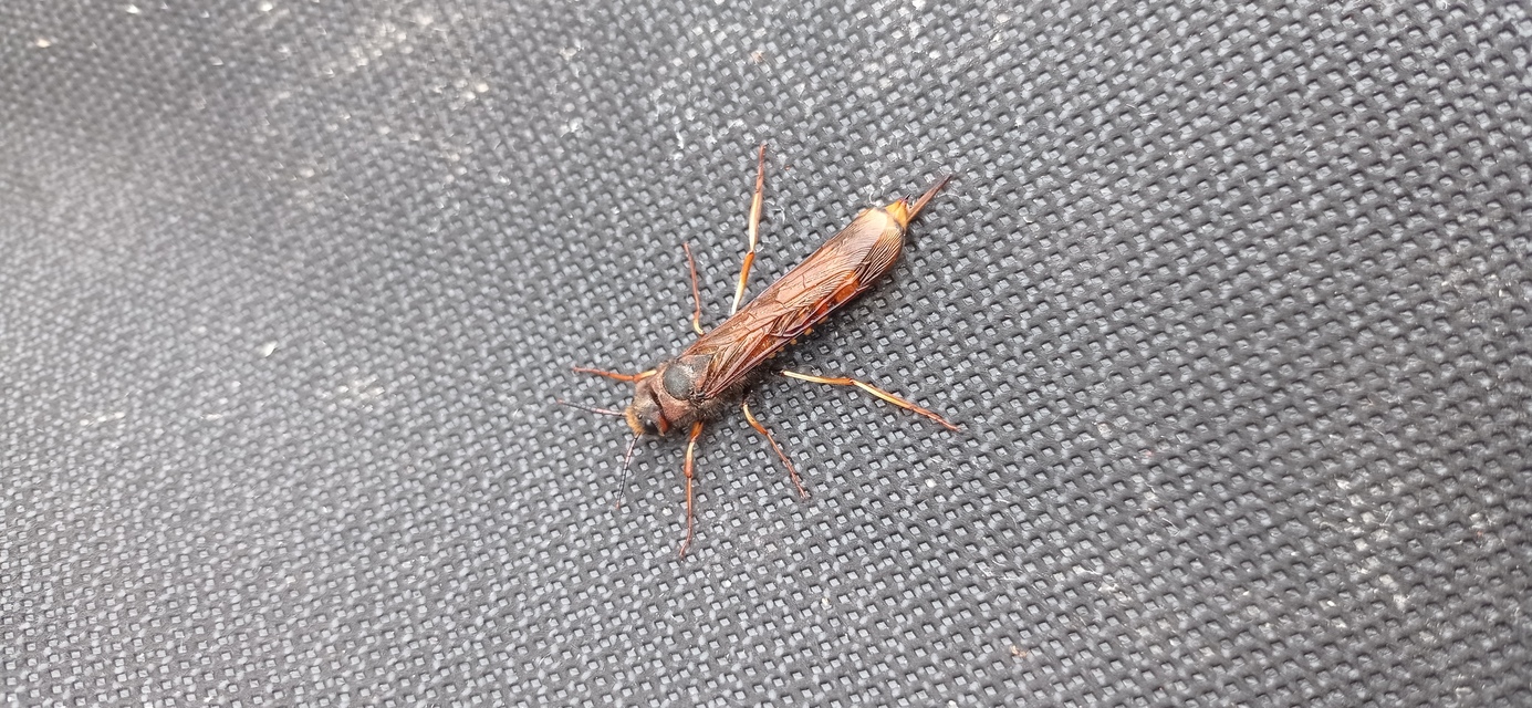 Tremex fuscicornis - sárgagyűrűs fadarázs