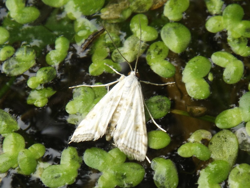 Cataclysta lemnata - békalencsemoly