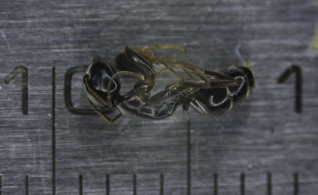 Camponotus fallax - ligeti lóhangya