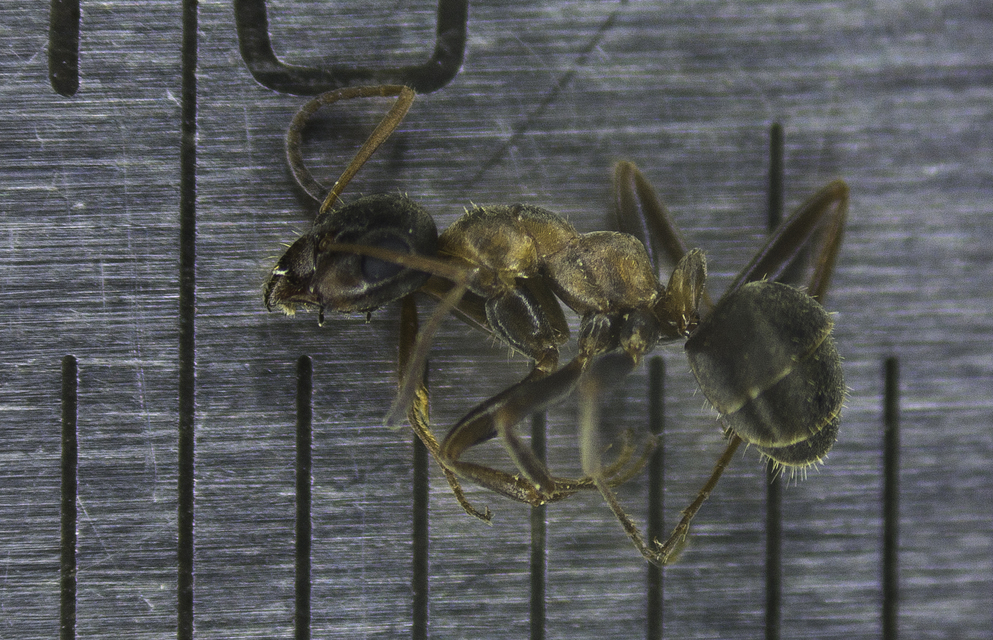 Formica cunicularia - gyakori rabszolgahangya