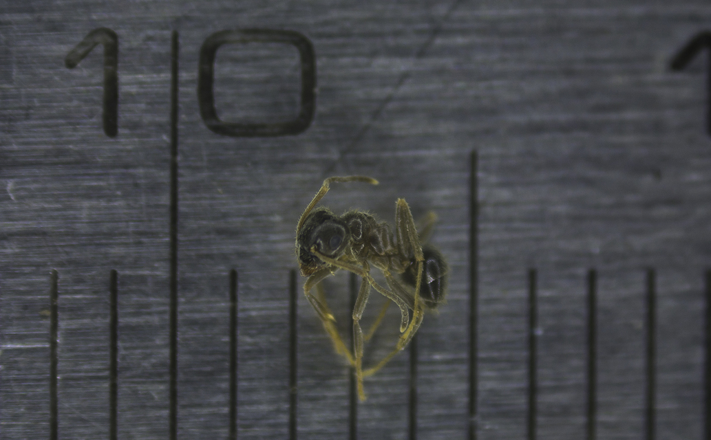 Lasius platythorax - erdei feketehangya