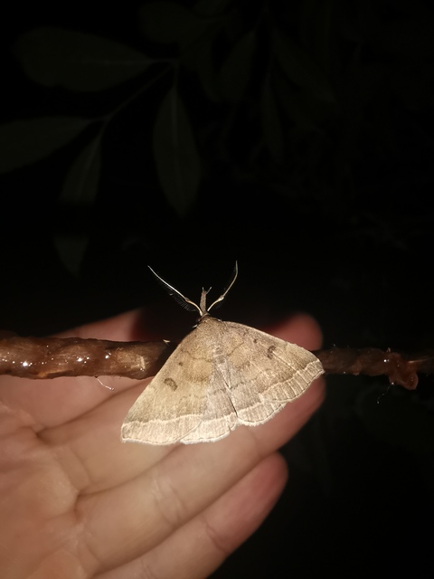 Pechipogo plumigeralis - tollascsápú karcsúbagoly
