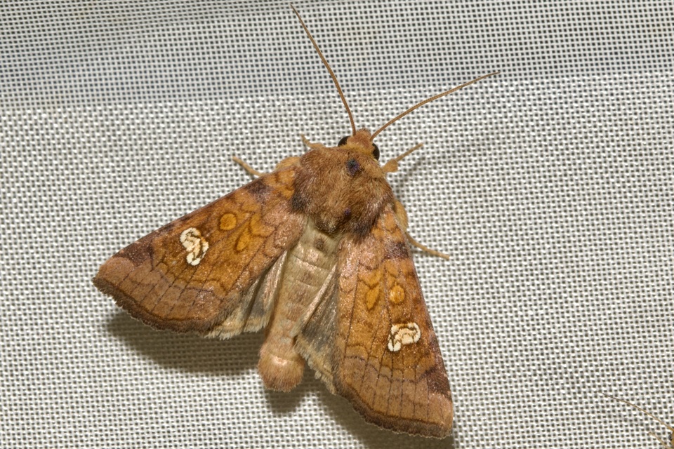 Amphipoea oculea - nagyfoltú lápibagoly