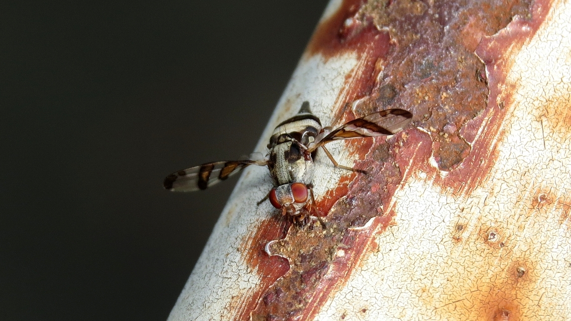 Myennis octopunctata