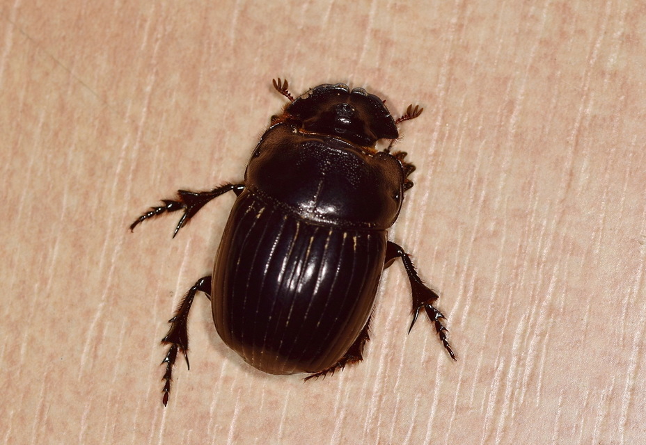 Copris lunaris - közönséges holdszarvú-ganéjtúró