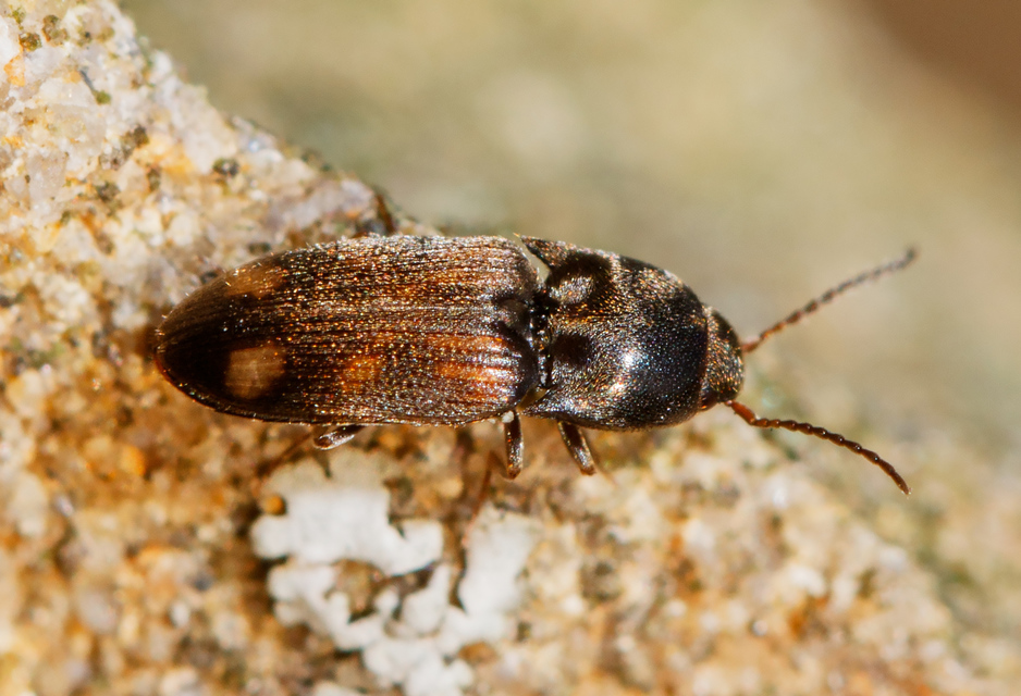 Drasterius bimaculatus - változékony pattanó