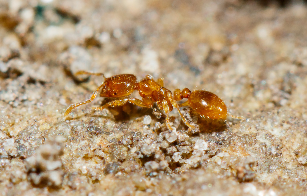 Solenopsis fugax - tolvajhangya