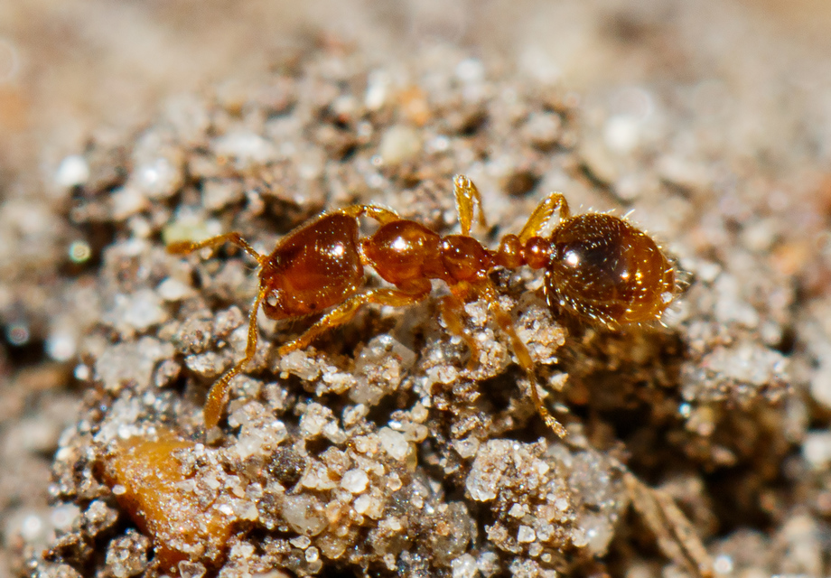 Solenopsis fugax - tolvajhangya