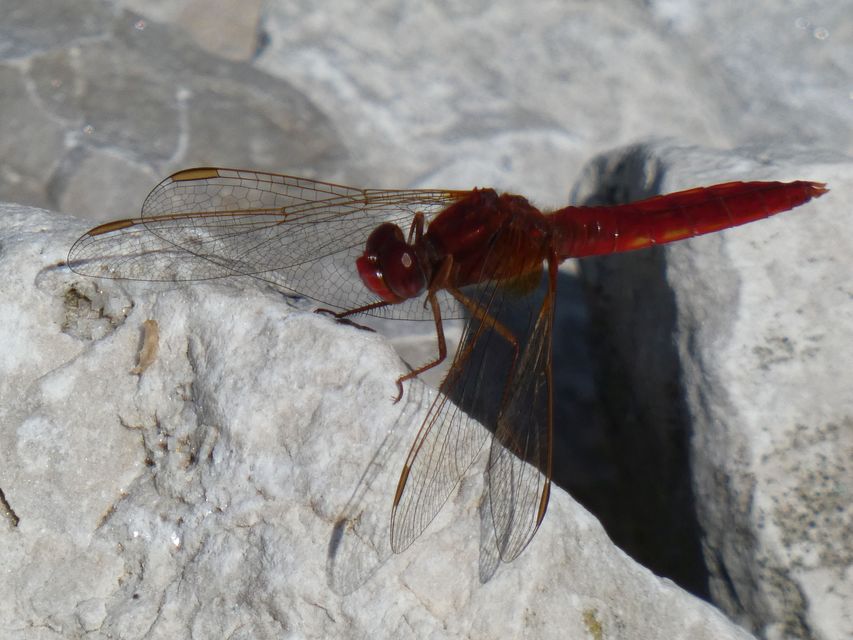 Crocothemis erythraea - skarlát szitakötő