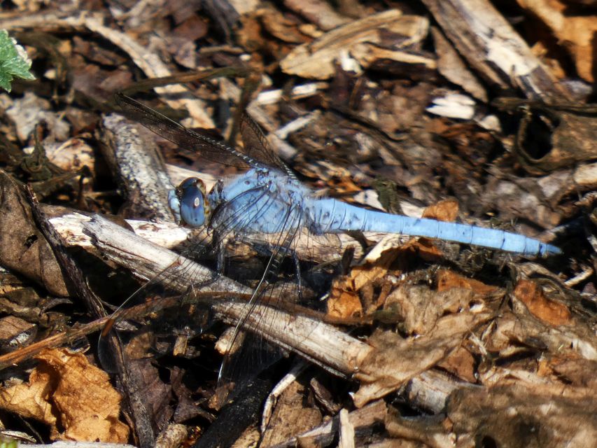 Orthetrum brunneum - pataki pásztorszitakötő