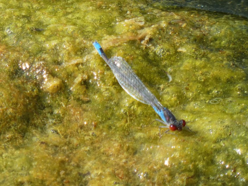 Erythromma viridulum - kis pirosszemű-légivadász