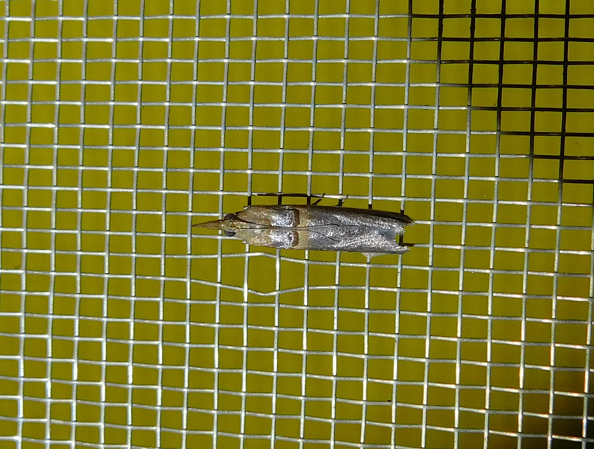Etiella zinckenella - akácmoly