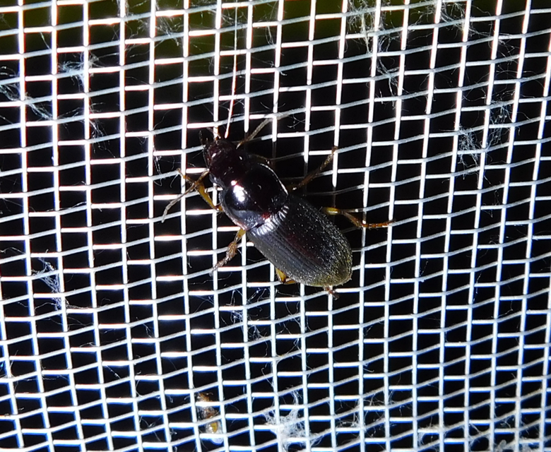 Harpalus griseus - kis selymesfutó