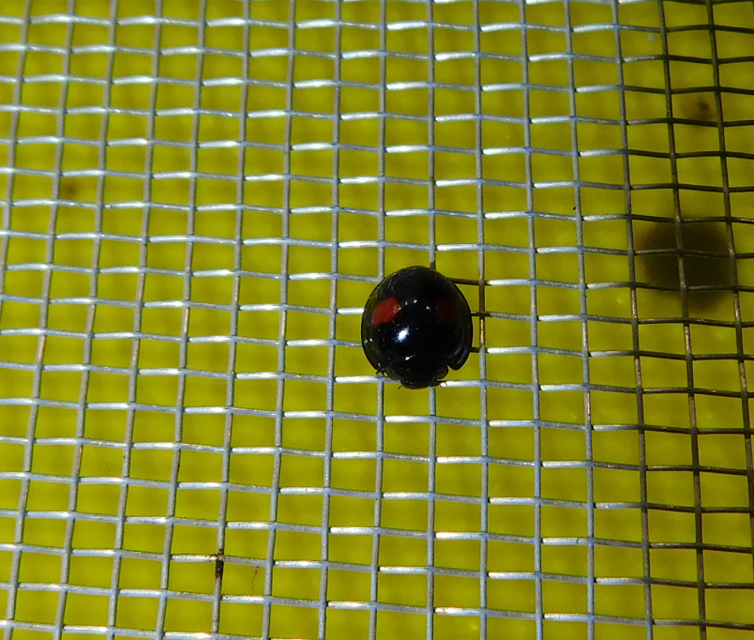 Chilocorus renipustulatus - vesefoltos szerecsenkata