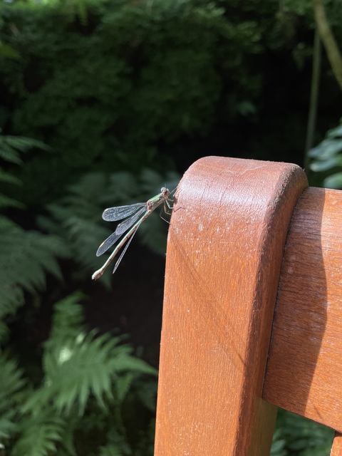Chalcolestes viridis - nyugati zöld-rablószitakötő