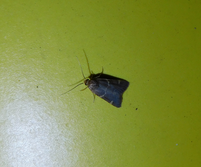 Pyralis perversalis - pusztai fényilonca Pyralis perversalis - pusztai fényilonca
