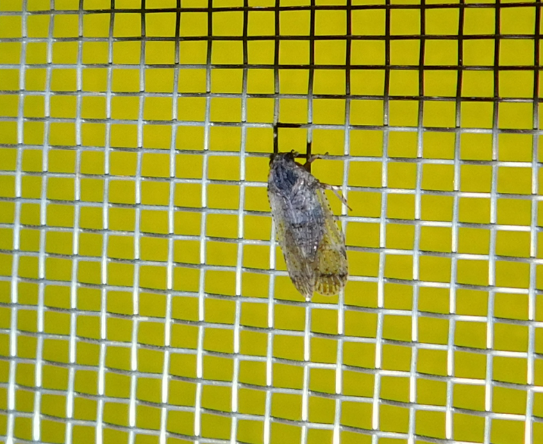 Cixiidae - recéskabócák