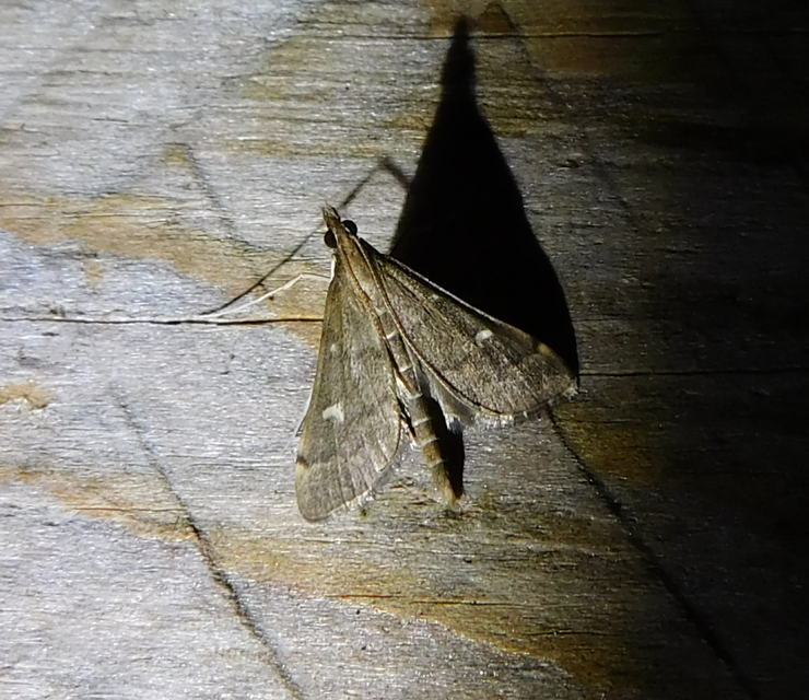 Dolicharthria punctalis - hosszúlábú tűzmoly