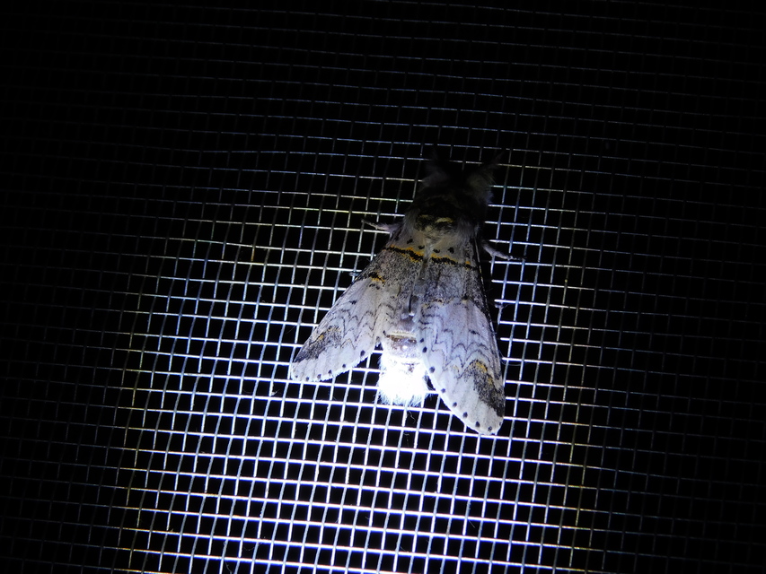 Furcula furcula - szürke púposszövő