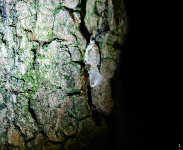 Agonopterix alstromeriana - bürök-laposmoly
