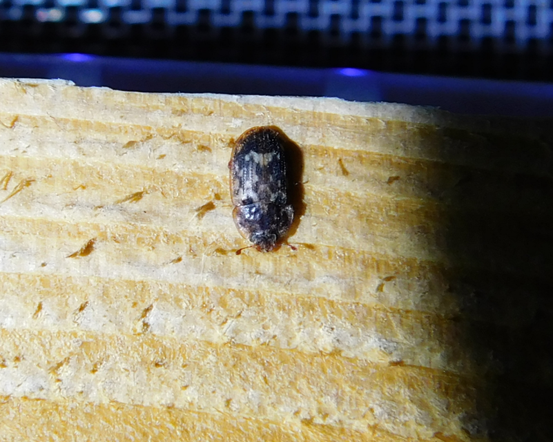Soronia grisea - pettyegetett fénybogár