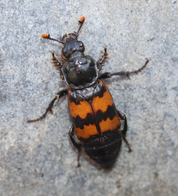 Nicrophorus vespillo - közönséges temetőbogár