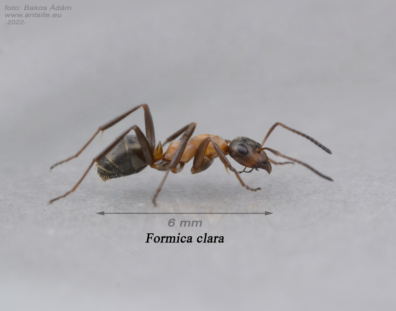 Formica clara - pusztai rabszolgahangya