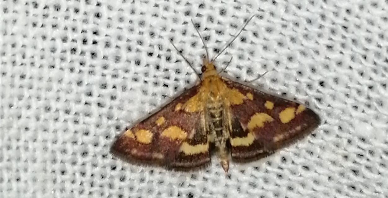 Pyrausta purpuralis - közönséges bíbormoly