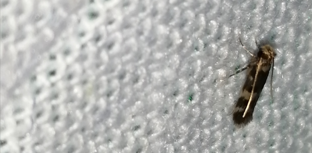 Oegoconia