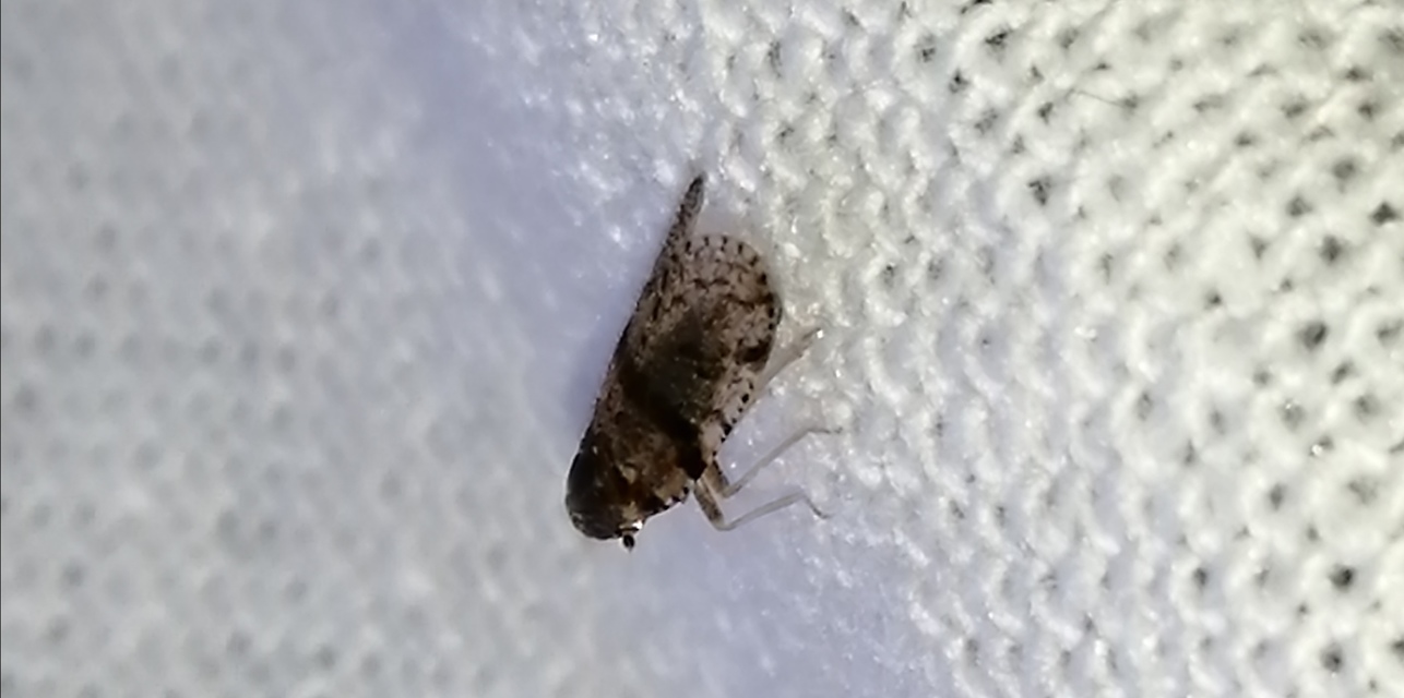 Cixiidae - recéskabócák