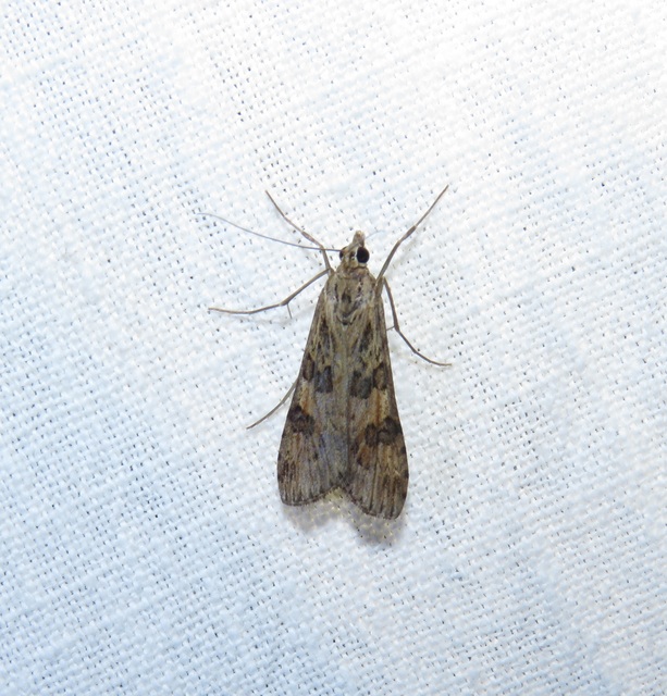 Nomophila noctuella - közönséges vándormoly