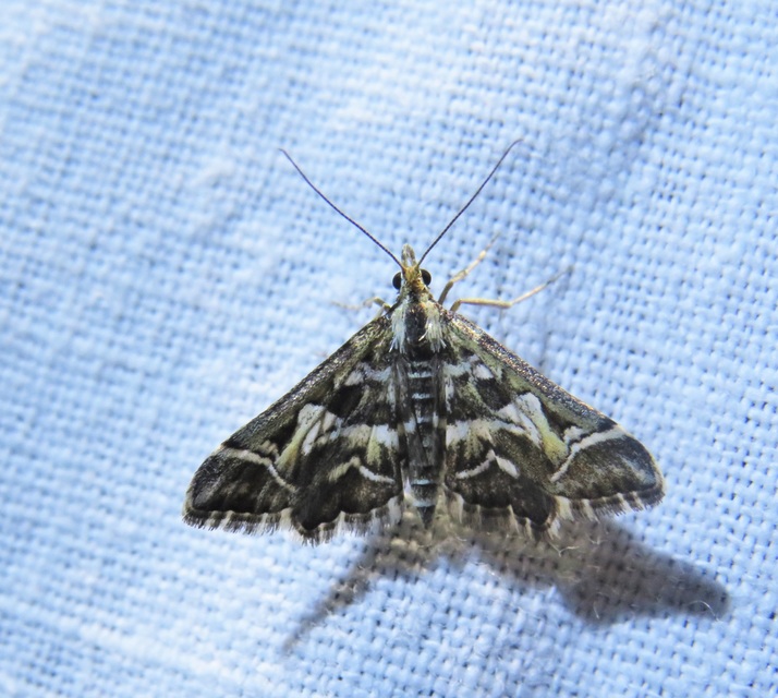 Diasemia reticularis - betűmintás tűzmoly