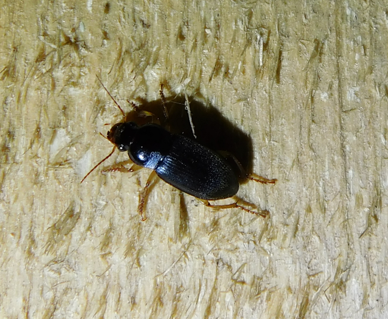 Harpalus griseus - kis selymesfutó